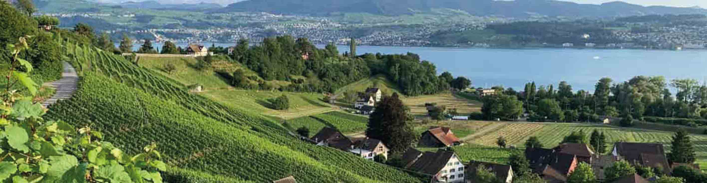 Weinberge Stäfa